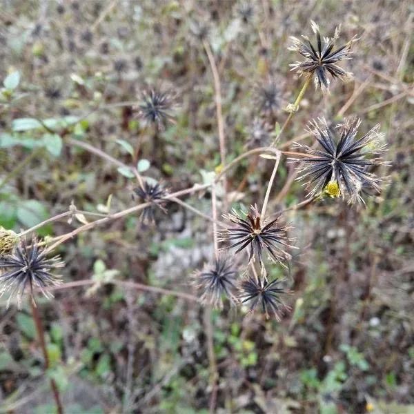 新冠肺炎和鬼针草汤