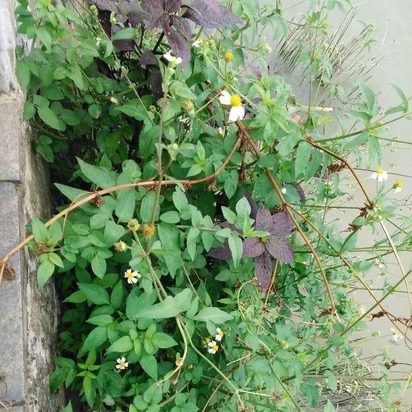 新冠肺炎和鬼针草汤