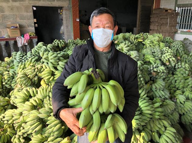 30萬斤糯米香蕉走出貴州大山 京東扶貧助農幫助安龍縣農戶增收近2萬元