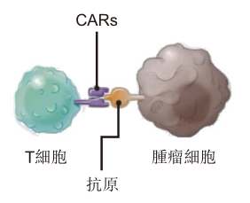 【观察】专注细胞免疫治疗！永泰生物的借鉴和启发