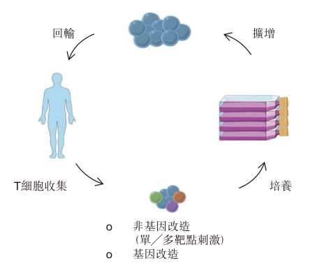 【观察】专注细胞免疫治疗！永泰生物的借鉴和启发