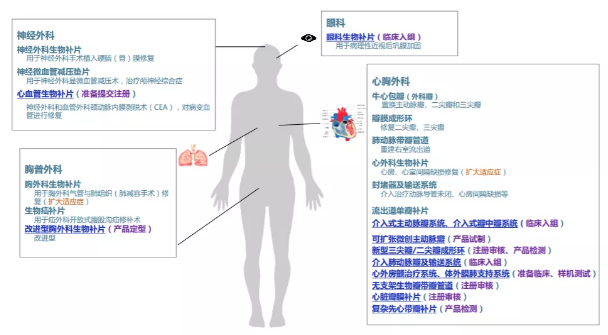 八大力｜被高估了嗎？估值400倍、上市漲逾8倍，深耕生物瓣膜領域的佰仁醫療