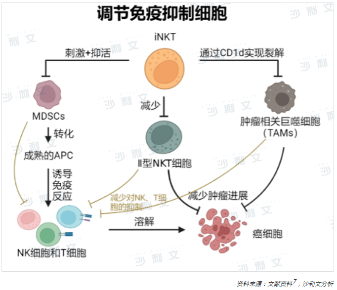 医疗观察丨恶性肿瘤的细胞免疫治疗现状与iNKT细胞疗法新进展