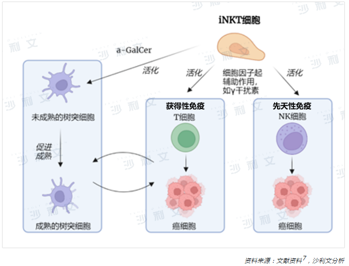 医疗观察丨恶性肿瘤的细胞免疫治疗现状与iNKT细胞疗法新进展