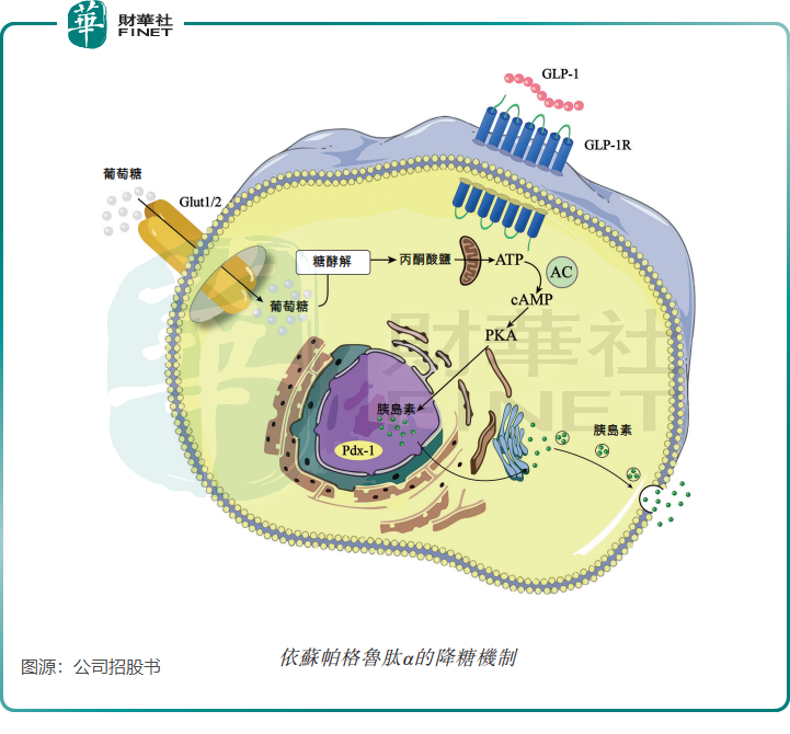 【IPO前哨】涉足糖尿病和肥胖药物，银诺医药将展开商业化