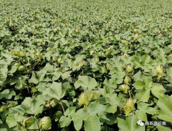 梅新育：中国基础农产品当前潜在风险不在于粮油而在于棉