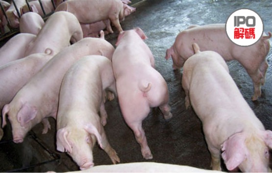 【IPO透视】猪肉价格遇拐点！东瑞股份下跌到底了吗？