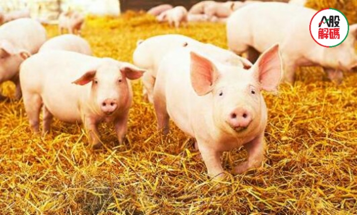 猪价持续下行！养殖企业出栏提速，2023年如何看待？